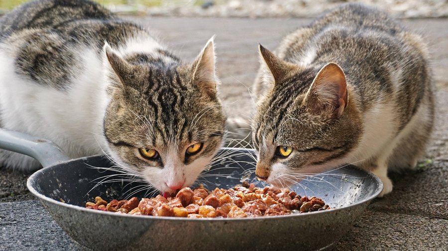 Katzen beim Fressen