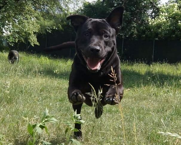 Hund Chester - Aufnahme beim Laufen im Gras