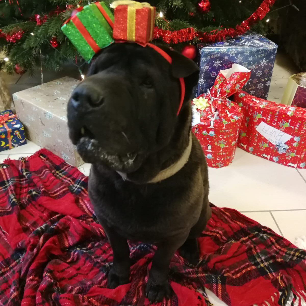 Hund in Weihnachtsstimmung mit Geschenkshaarreif