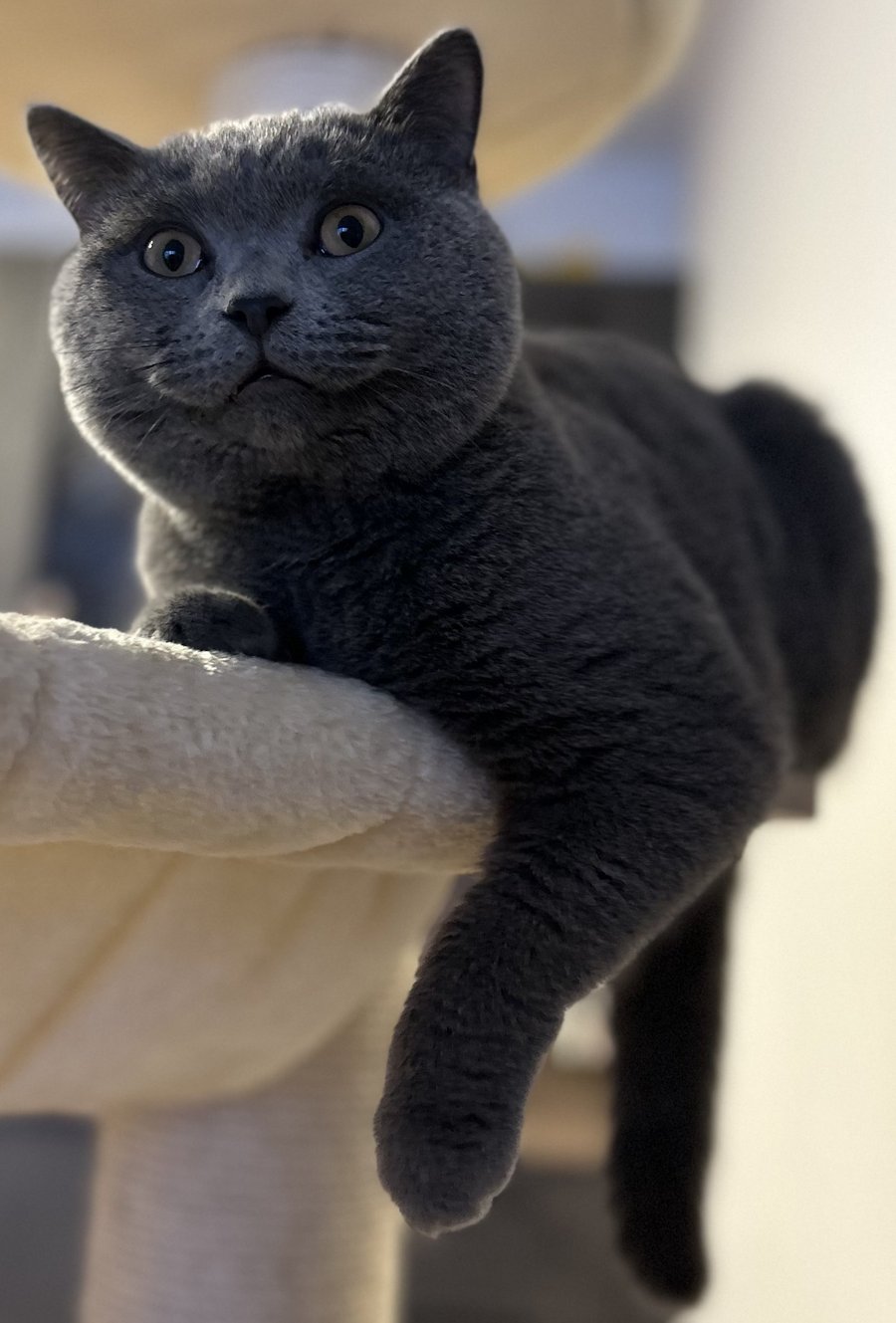 Foto von Gagi; Katze