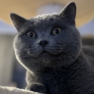 Foto von Gagi; Katze