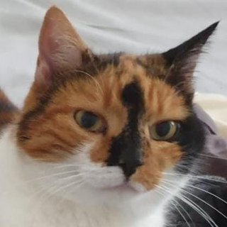 Foto von Luna; Katze