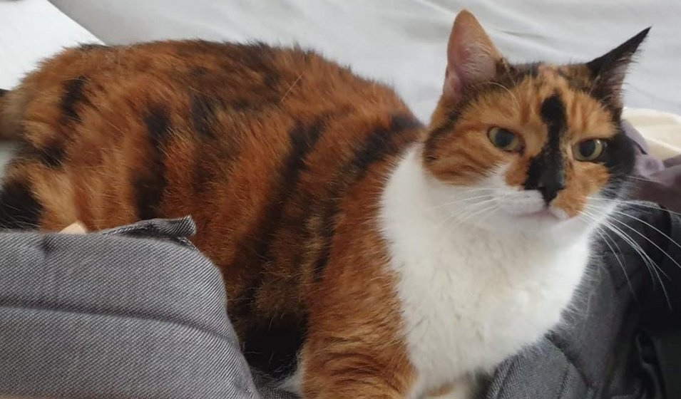 Foto von Luna; Katze
