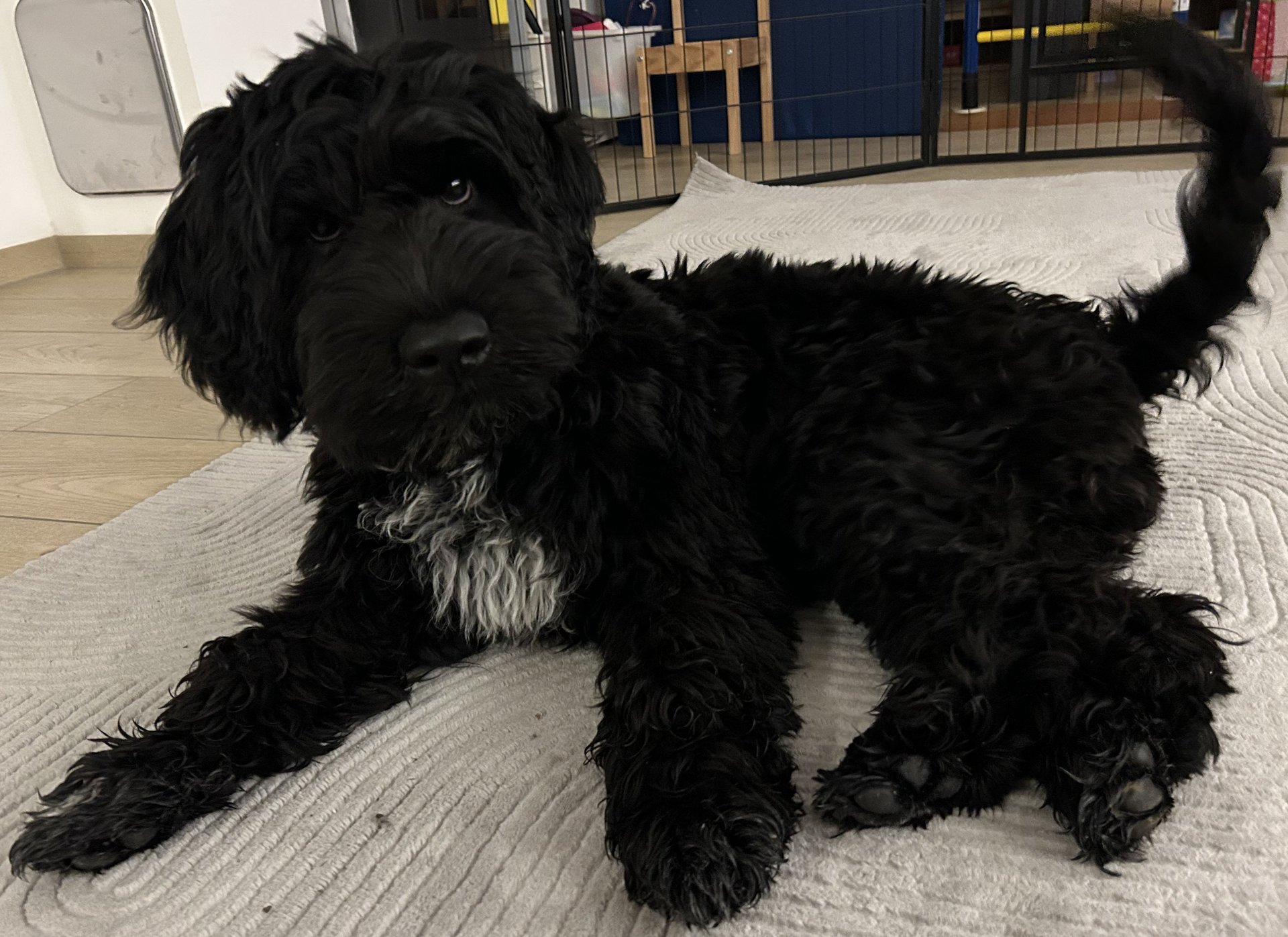 Foto von Teddy; Hund