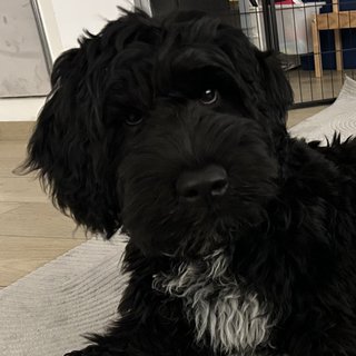 Foto von Teddy; Hund