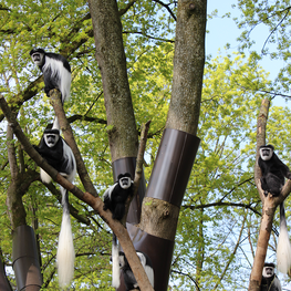 Guereza am Baum im Tiergarten Wels