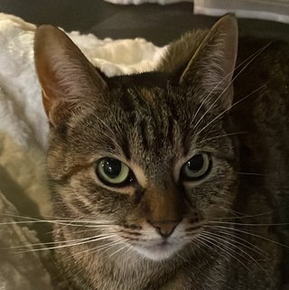 Foto von Lilly; Katze