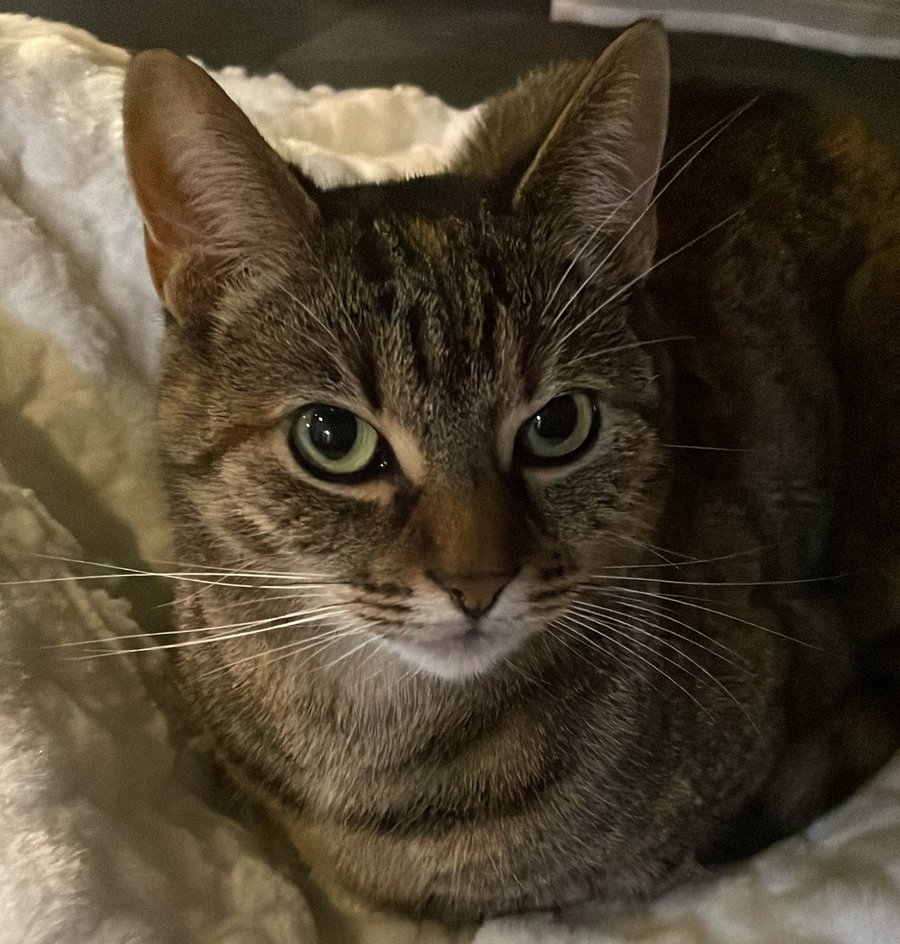 Foto von Lilly; Katze