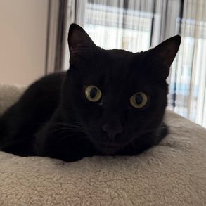 Foto von Igor; Katze