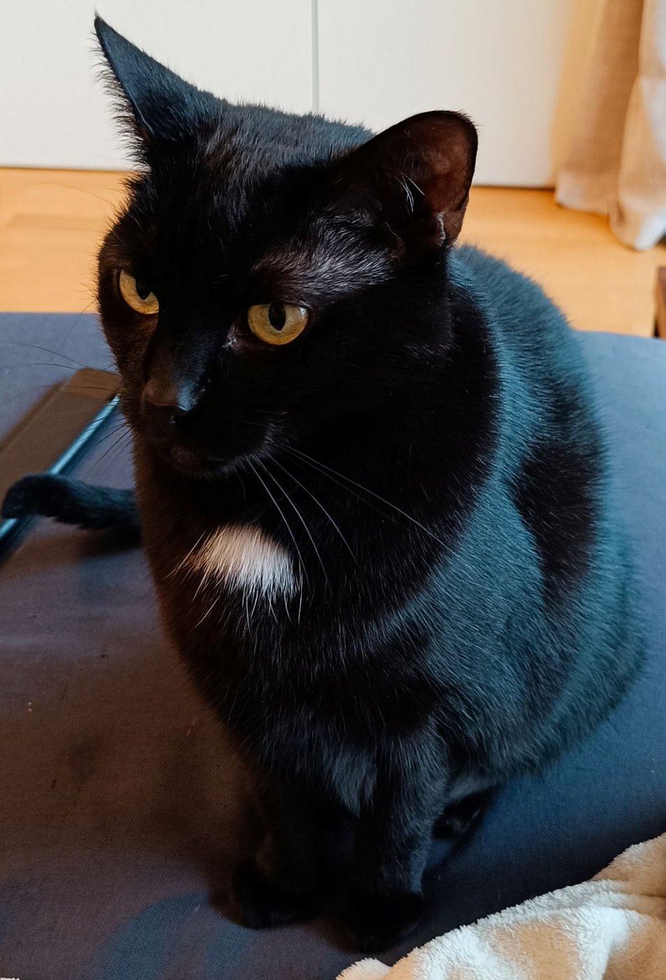 Foto von Eli; Katze