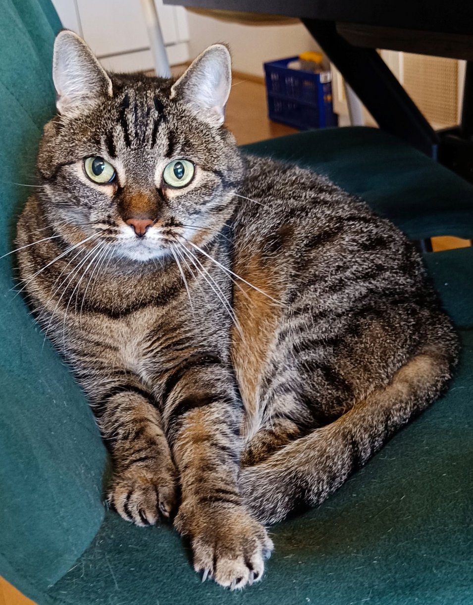 Foto von Sunny; Katze