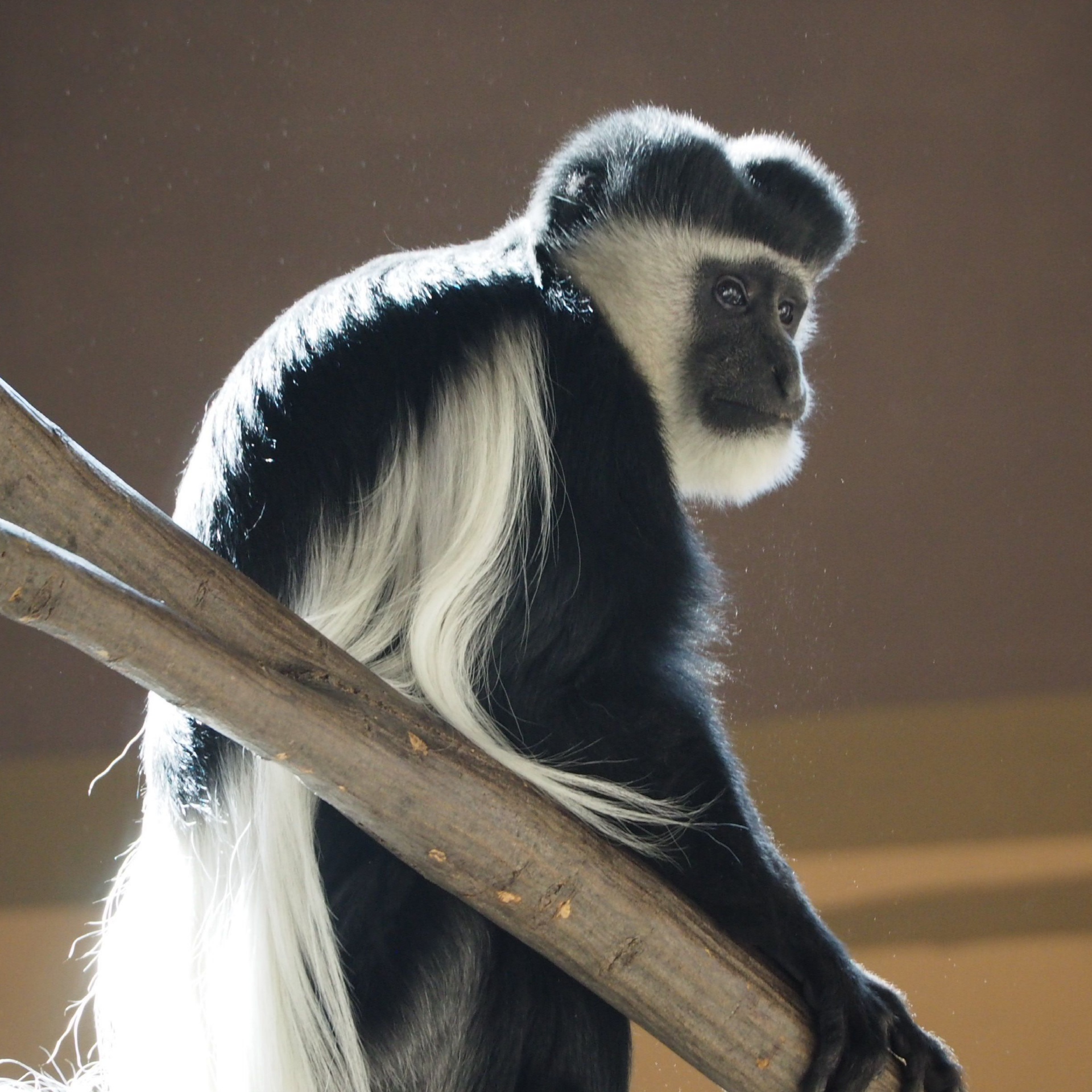 Guereza im Tiergarten Wels