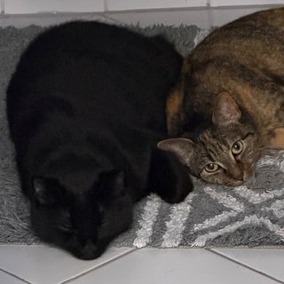 Foto von Lela und Igor; Katze