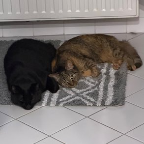 Foto von Lela und Igor; Katze