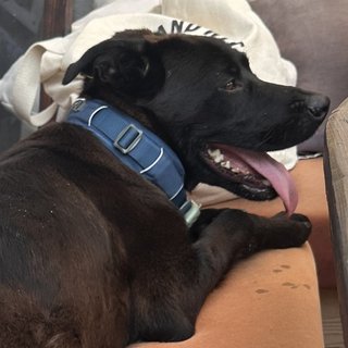 Foto von Apollo; Hund