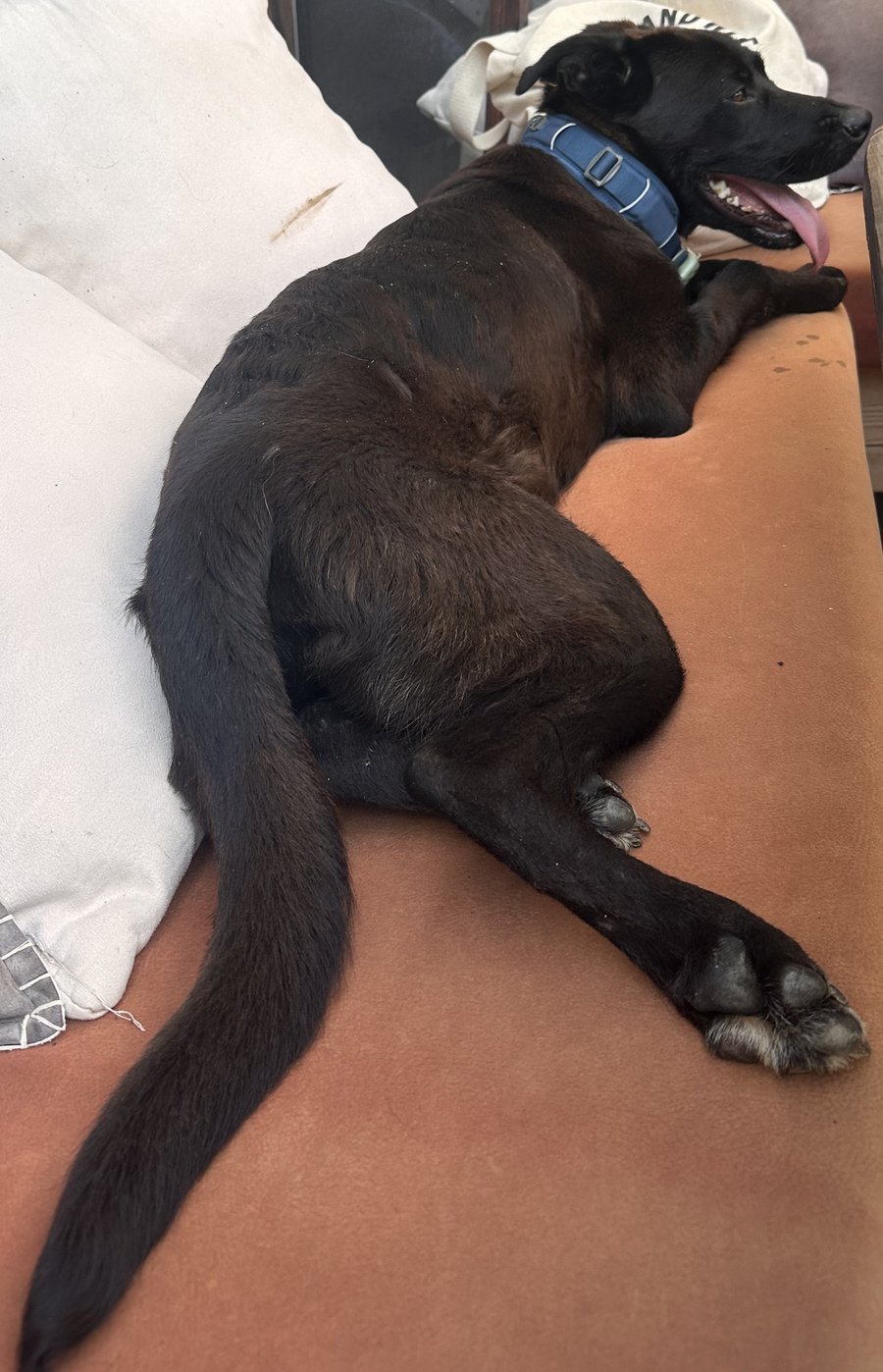 Foto von Apollo; Hund
