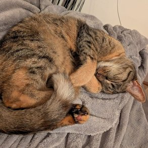 Foto von Lela; Katze