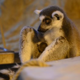 Katta-Nachwuchs im Tiergarten