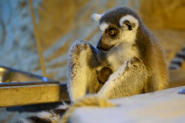 Nachwuchs im Tiergarten Katta