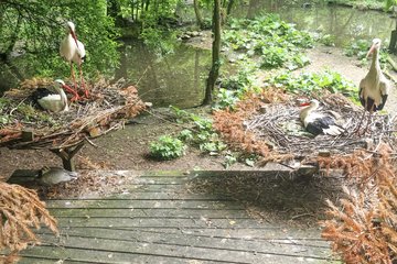 Tiergarten Jungtiere