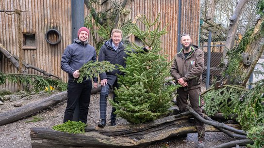 Tiergarten Christbaum Kroiß Rammerstorfer