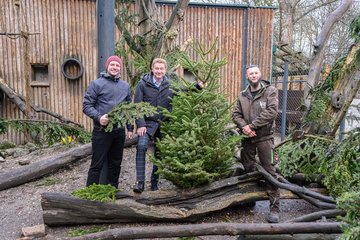 Tiergarten Christbaum Kroiß Rammerstorfer