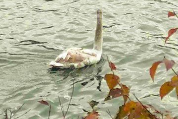 Ordnungswache Schwan