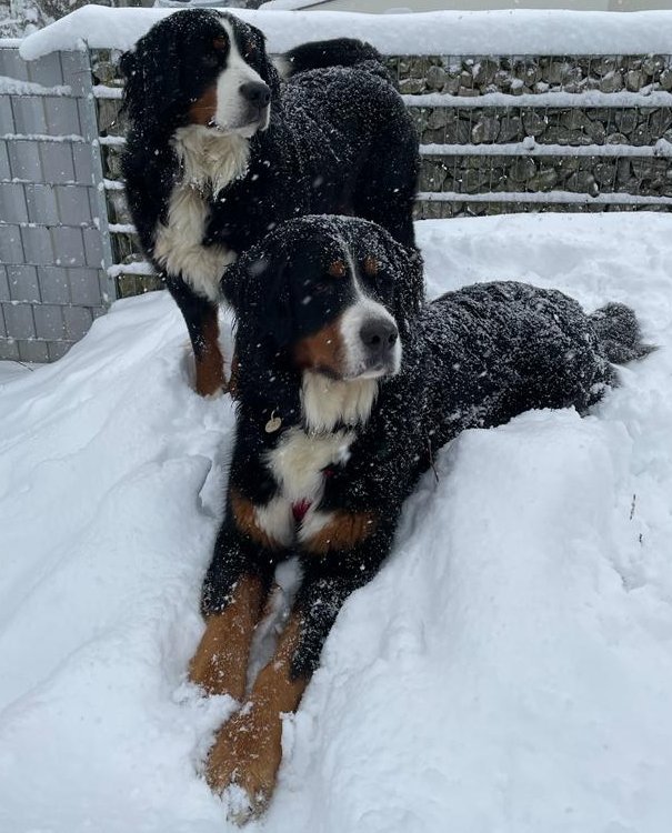 Foto von Pauline und Bea; Hund