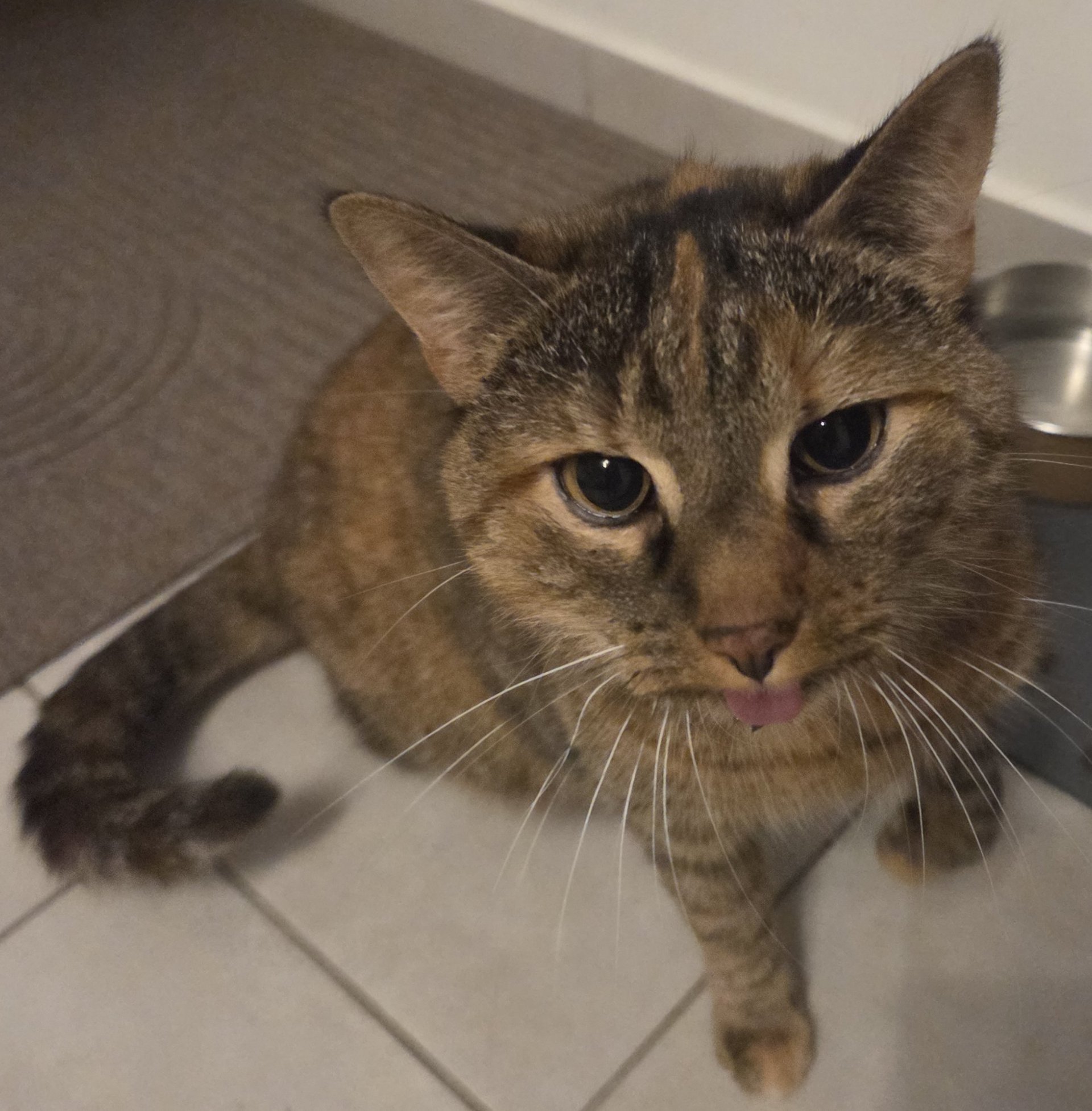 Foto von Bella; Katze