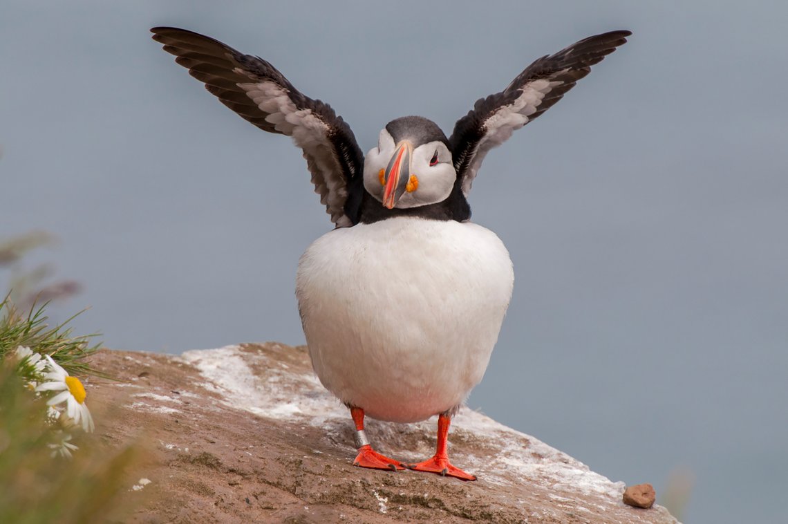 Papageientaucher