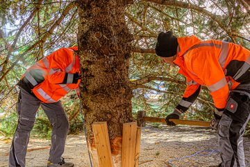 Weihnachtsbaum Rathaus