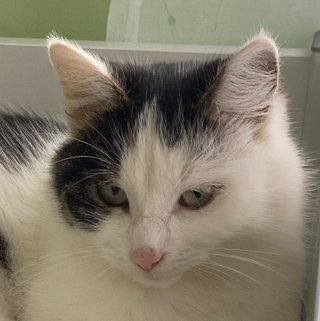 foto von Simba; Katze