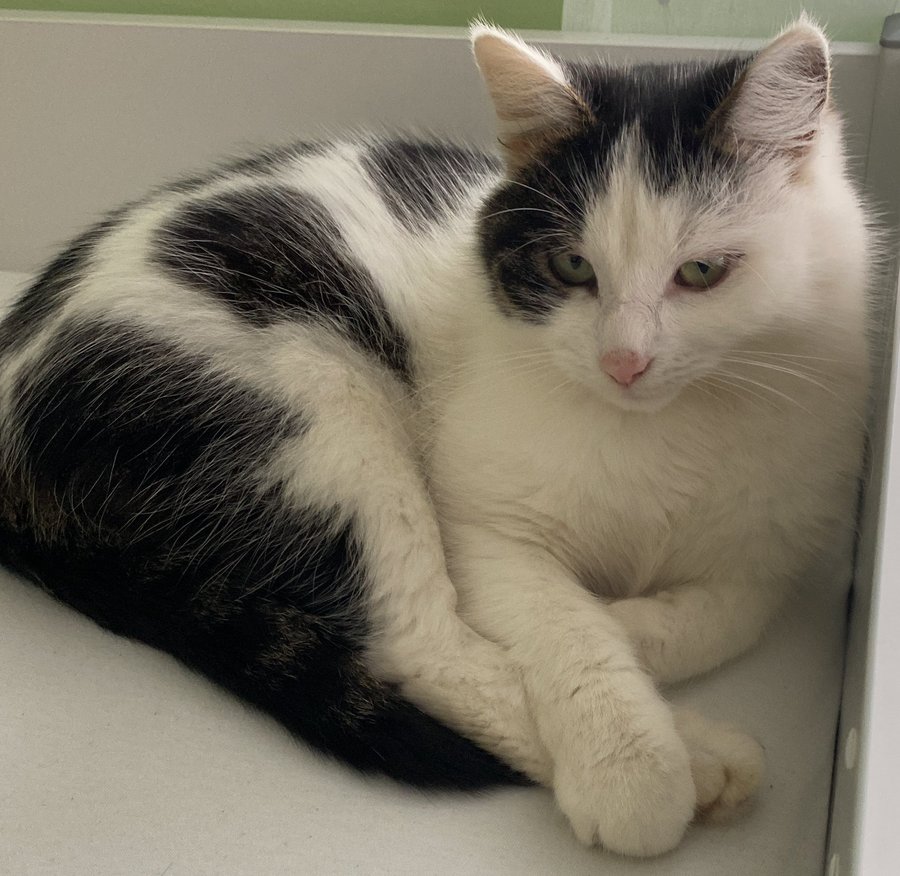 Foto von Simba; Katze