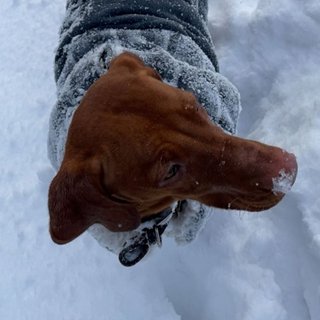 Foto von Ilona; Hund
