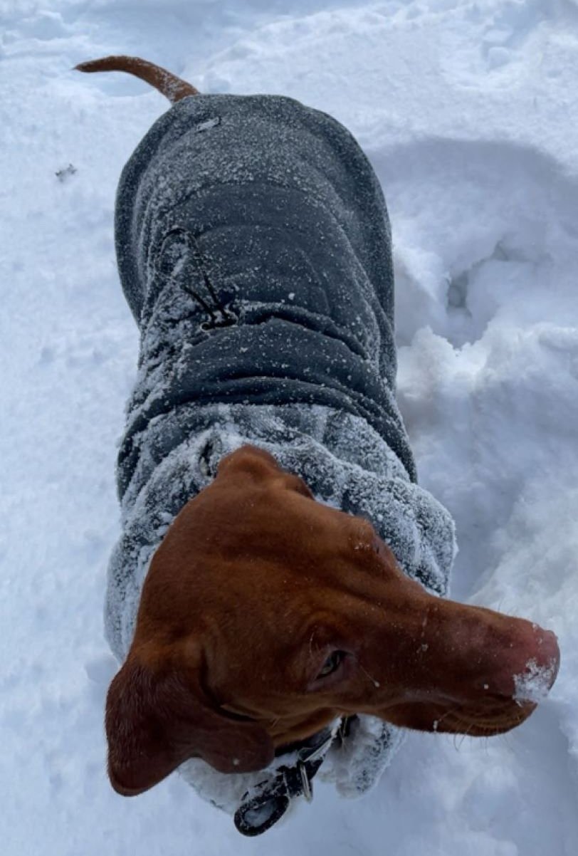 Foto von Ilona; Hund