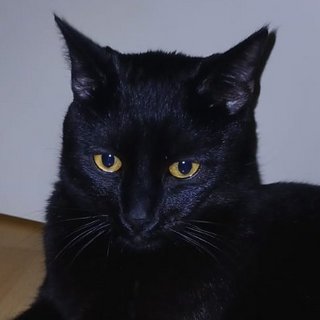 Foto von Bärli; Katze