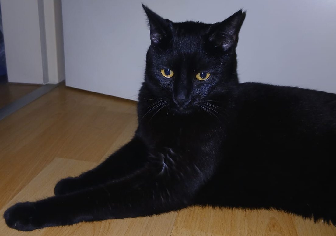 Foto von Bärli; Katze