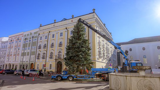 Weihnachtsbaum Rathaus