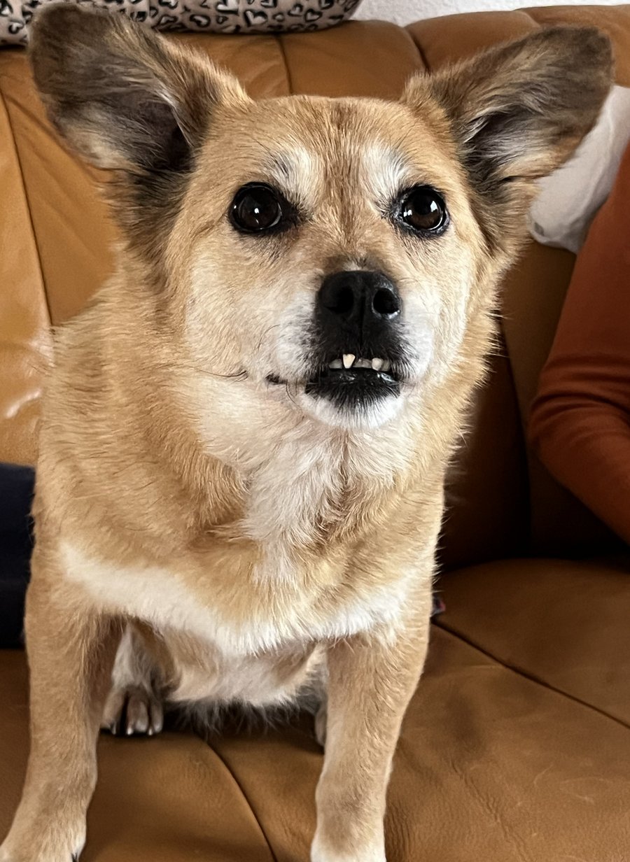 Foto von Sissy; Hund