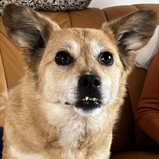 Foto von Sissy; Hund
