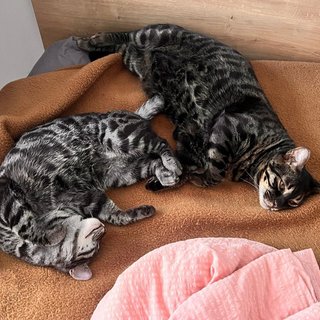 Foto von Mario und Luigi; Katze