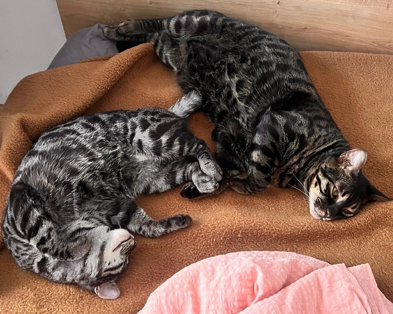Foto von Mario und Luigi; Katze