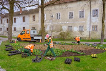 Stadtgärtnerei Frühlingsblumen Adlerstraße