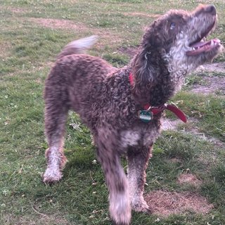 Foto von Rea; Hund