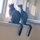 Foto von Luzifer und Lilly; Katze