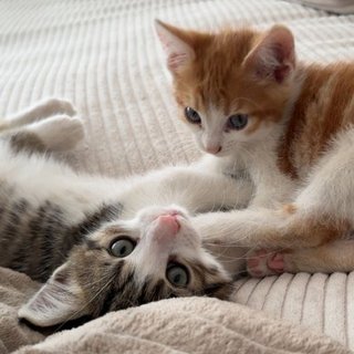 Foto von Kitten; Katze