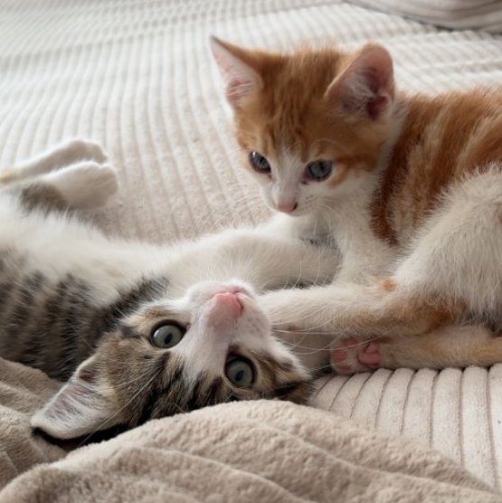 Foto von Kitten; Katze