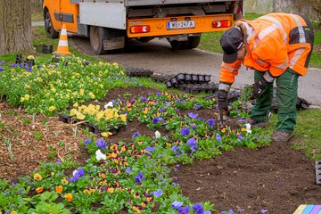 Stadtgärtnerei Frühlingsblumen Adlerstraße