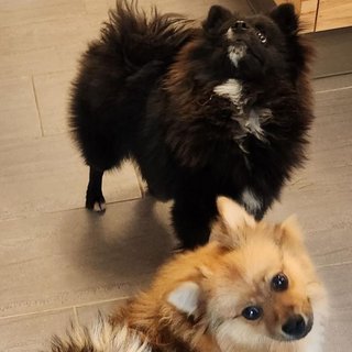Foto von Shakira und Shadow; Hund