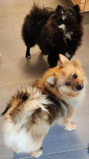 Foto von Shakira und Shadow; Hund